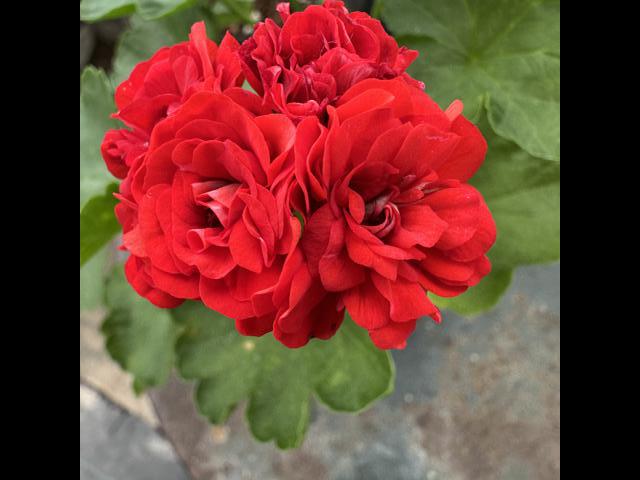 P. 'Red Rosebud' photo
