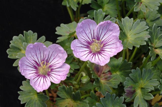 Geranium Rothbury Gem Geraniaceae