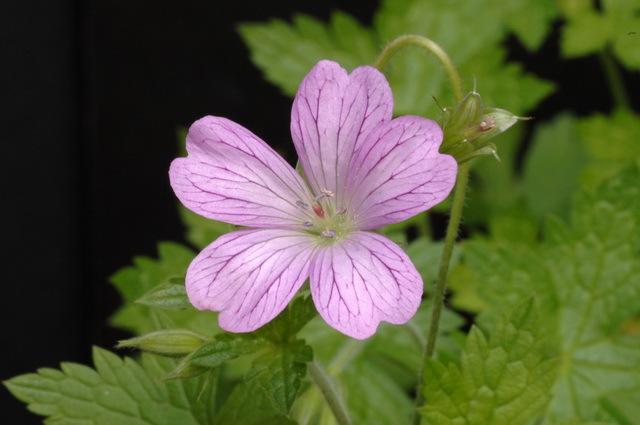 G. oxonianum 'Lambrook Gillian' photo