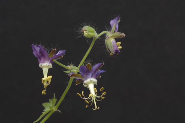 G. reflexum photo