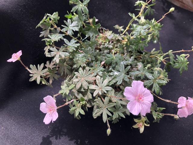 Geraniaceae - G. sanguineum 'Pink Summer'