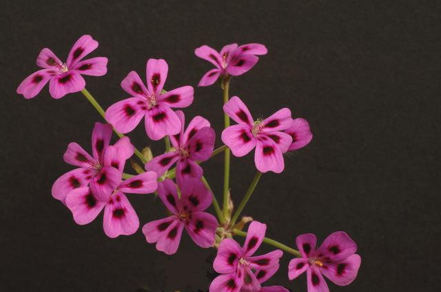 P. echinatum photo